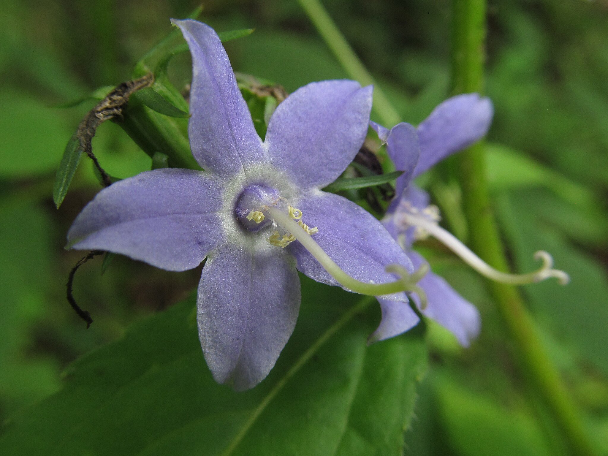 Tall Bellflower