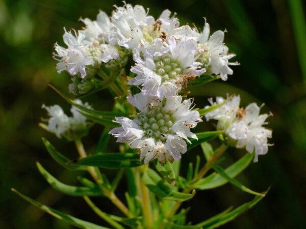 Mountain Mint