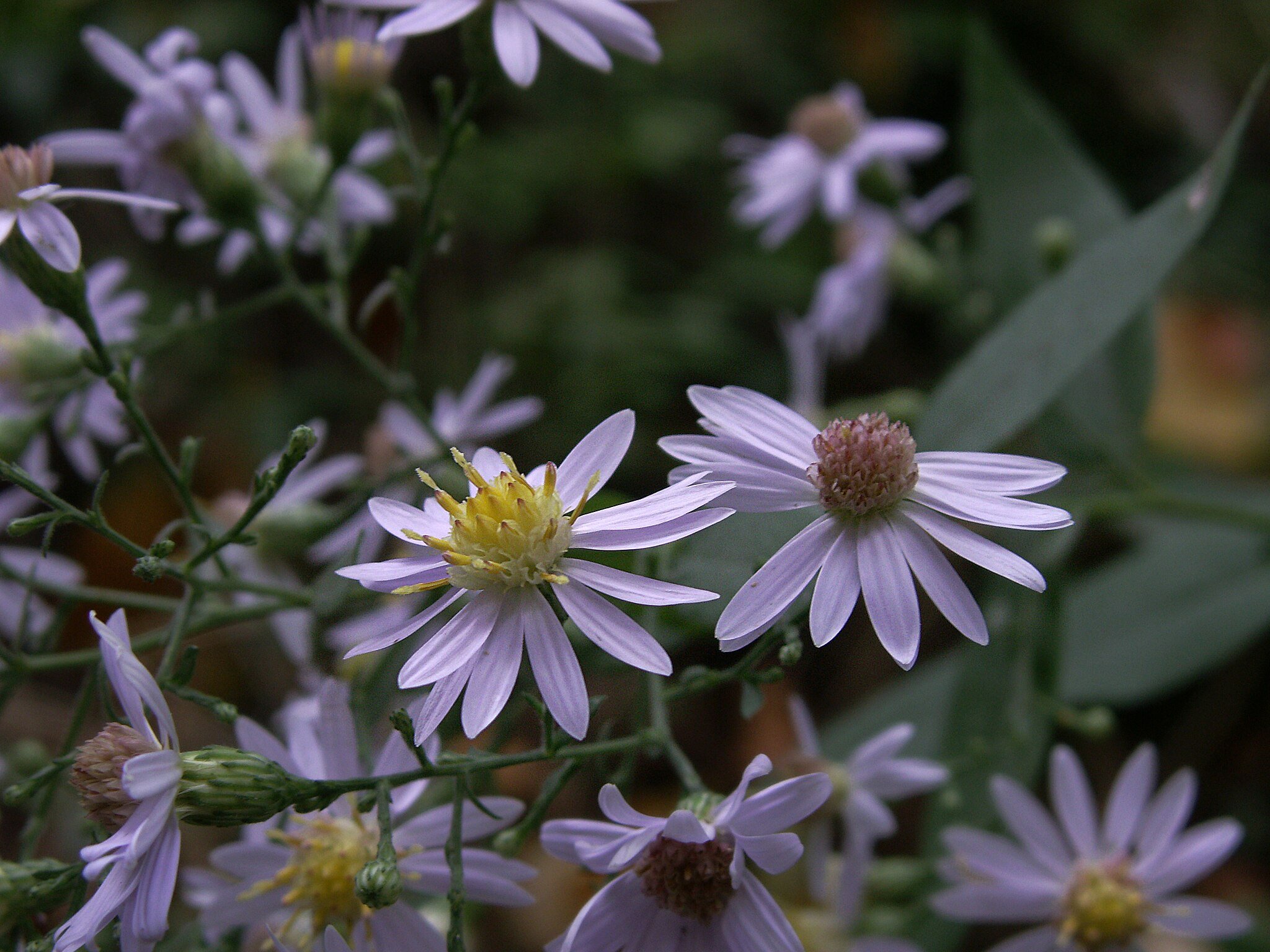 Heart Leaf Aster