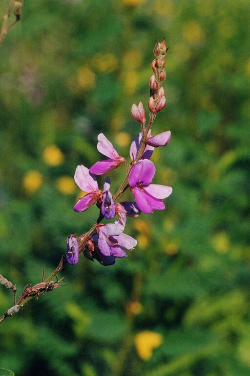 Showy Tick Trefoil