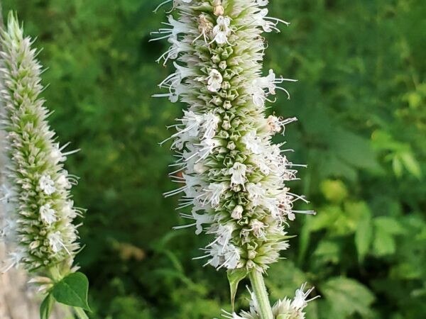 Yellow Giant Hyssop
