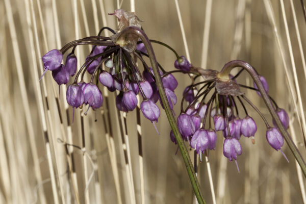 Prairie Onion