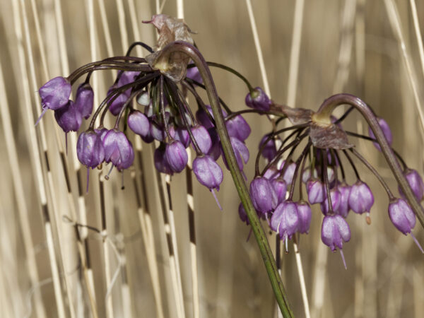 Prairie Onion