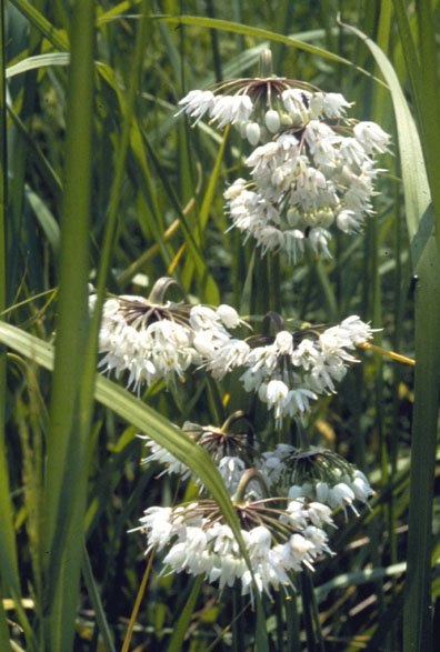 Nodding Onion