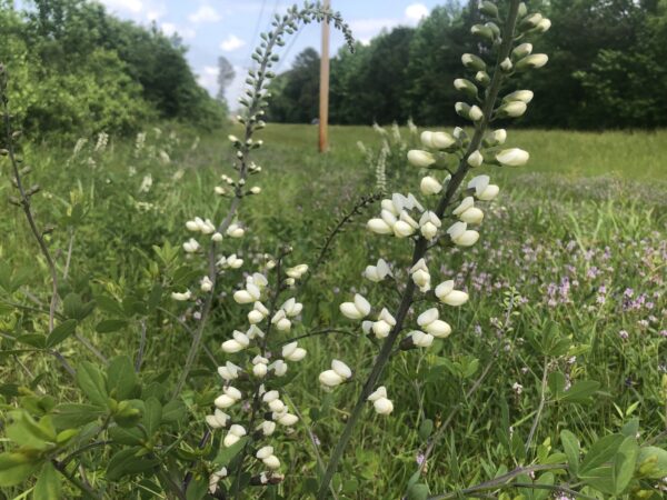 White False Indigo