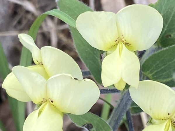 Cream False Indigo