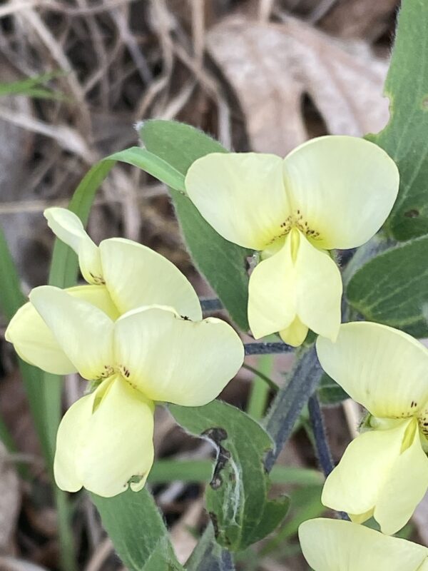 Cream False Indigo