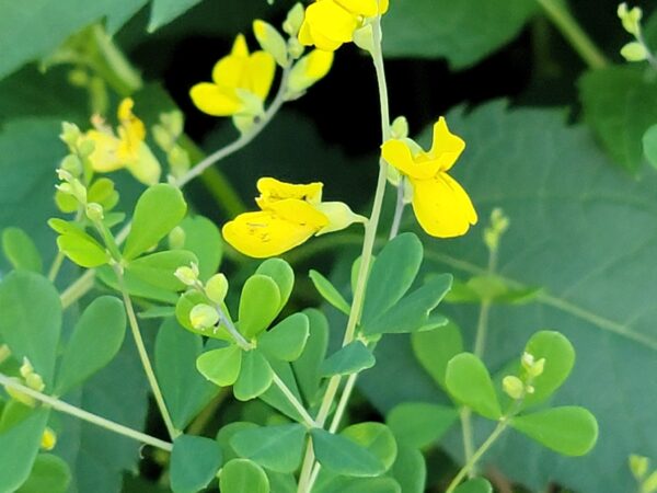 Small Yellow Wild Indigo