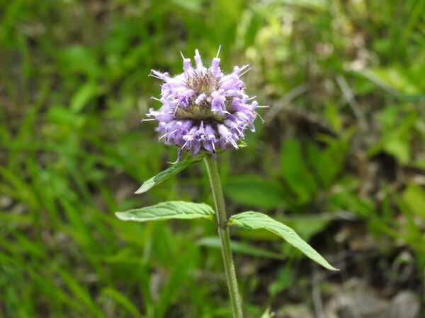 Downy Wood Mint