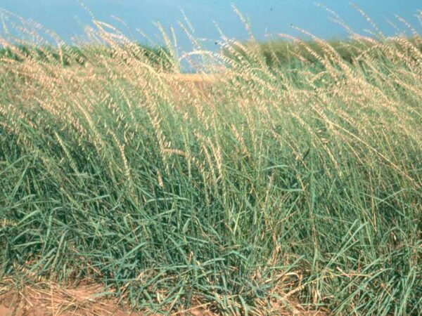 Side-oats Grama