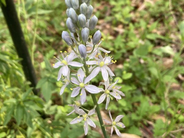 Wild Hyacinth