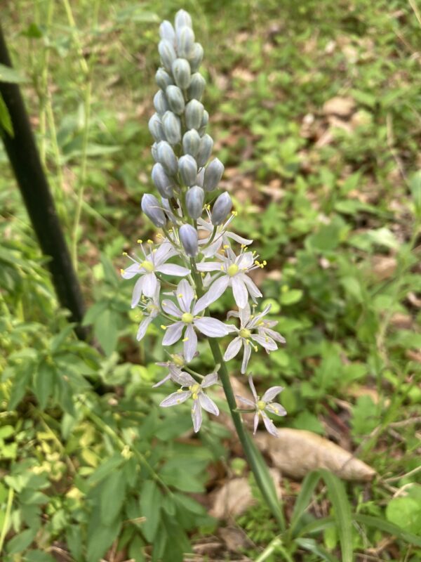Wild Hyacinth