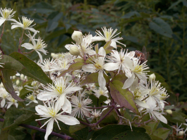 Virgin's Bower