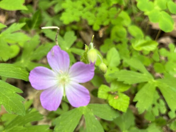 Wild Geranium