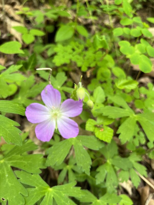 Wild Geranium