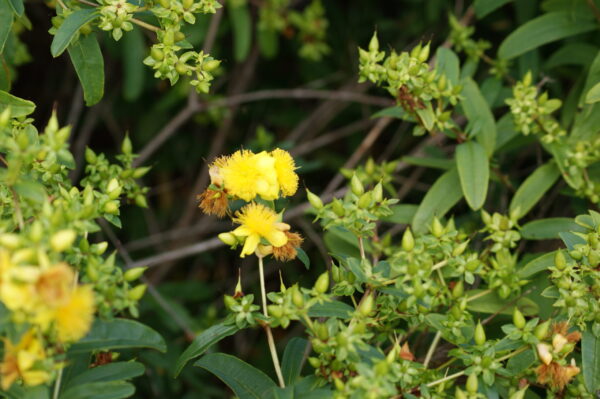 Shrubby St John's Wort