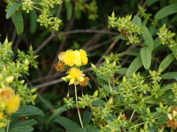 Shrubby St John's Wort