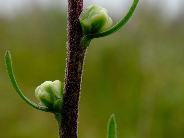 Button Blazing Star