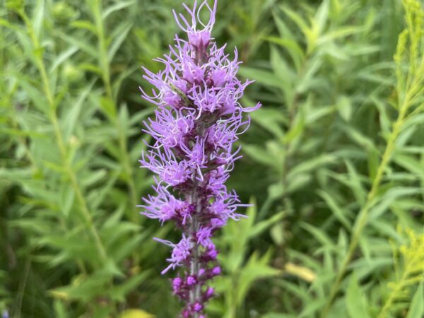 Prairie Blazingstar