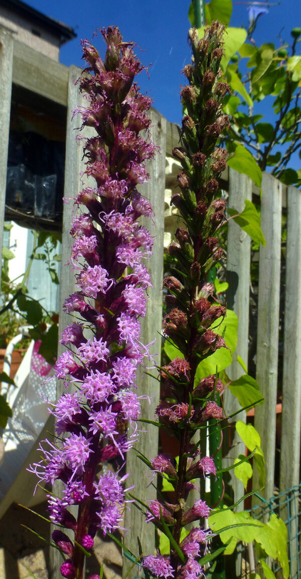 Dense Blazing Star