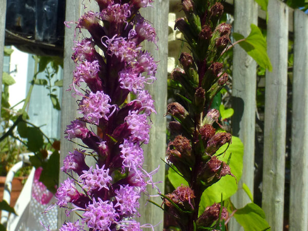 Dense Blazing Star