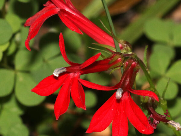 Cardinal Flower