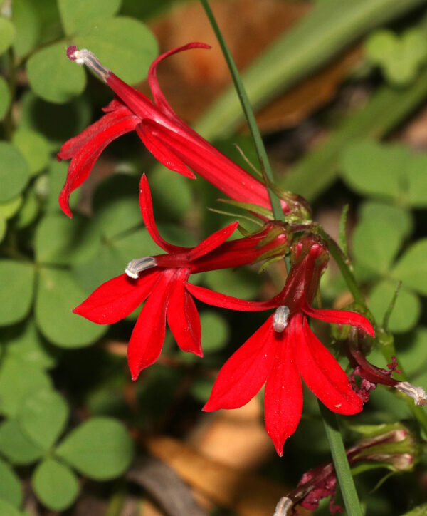 Cardinal Flower