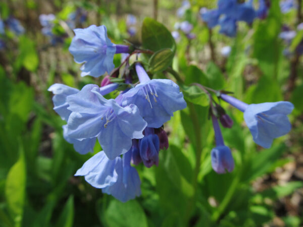 Virginia Bluebells