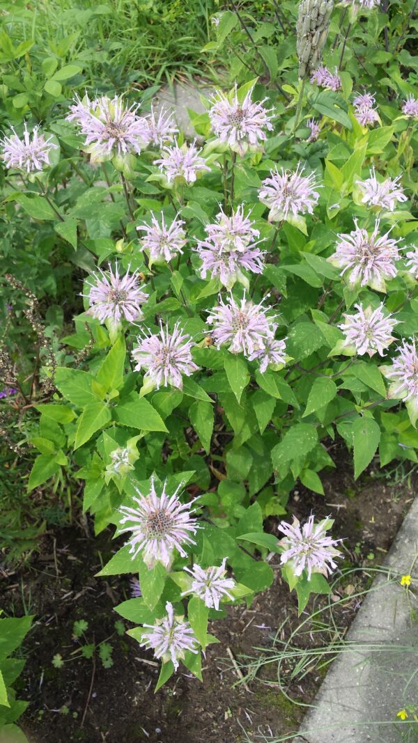 Bergamot