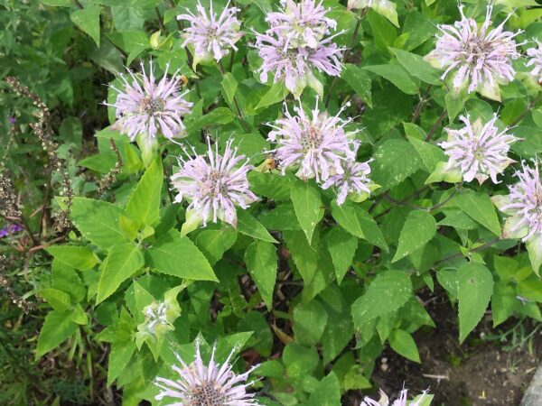 Bergamot