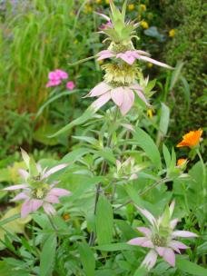 Spotted Bee Balm