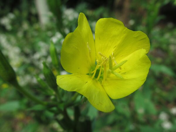 Common Evening Primrose