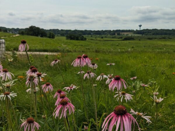 Pale Purple Coneflower