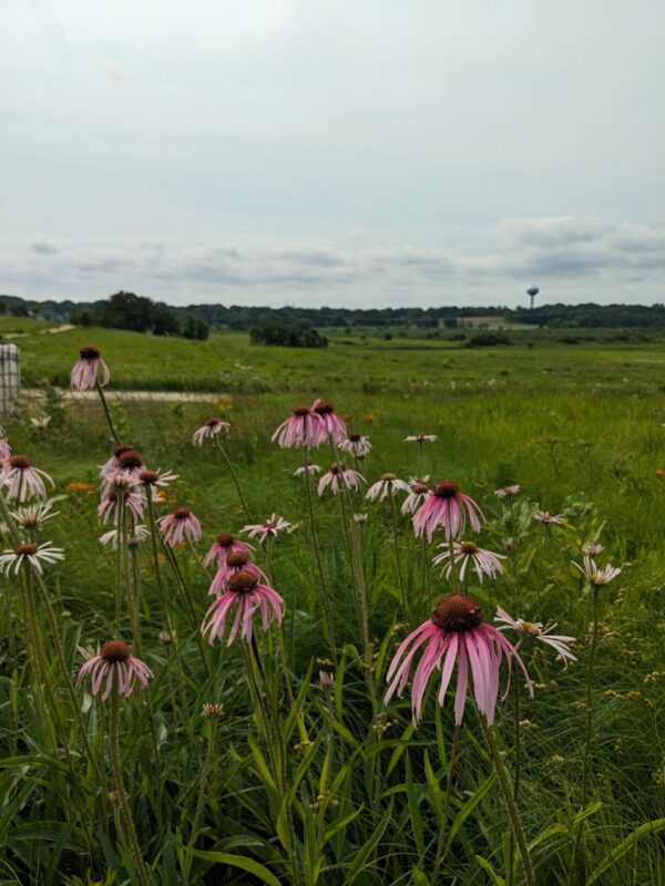Pale Purple Coneflower