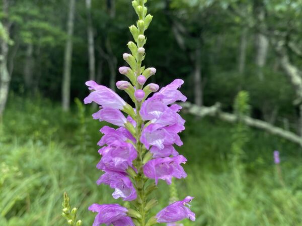 Obediant Plant