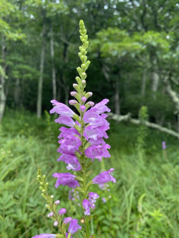 Obediant Plant