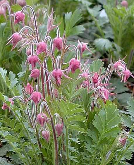 Prairie Smoke