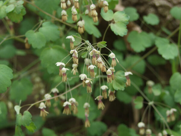 Early Meadow Rue