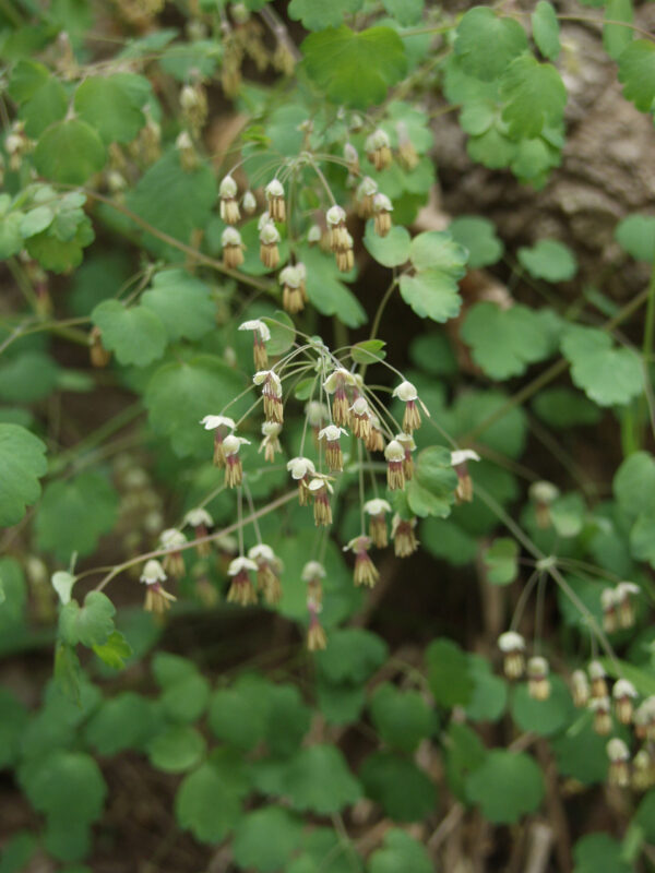 Early Meadow Rue