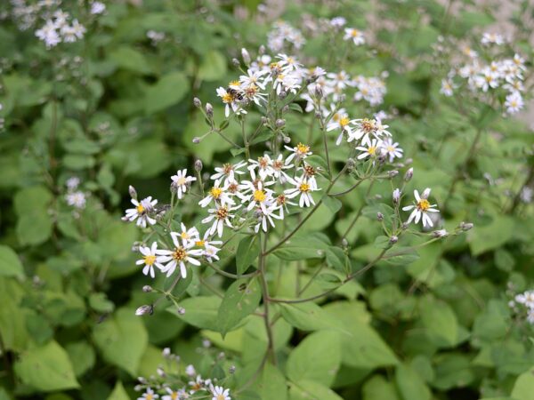 Big Leaf Aster