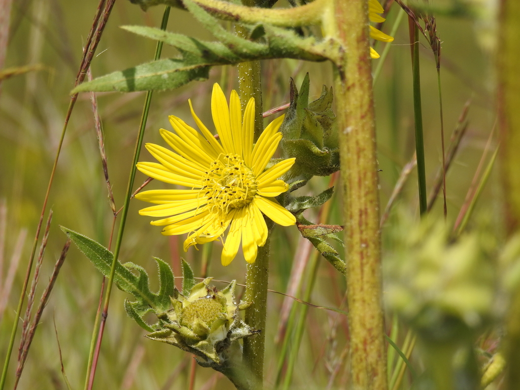 Compass Plant