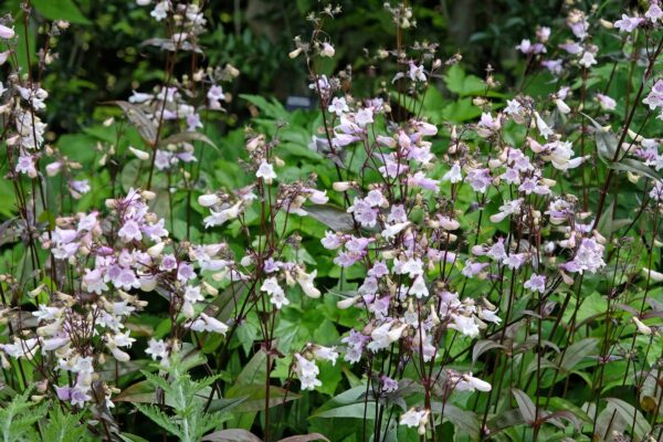 Hairy Beardtongue