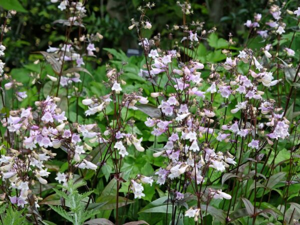 Hairy Beardtongue