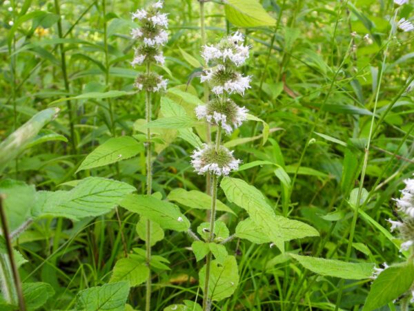 Hairy Wood Mint