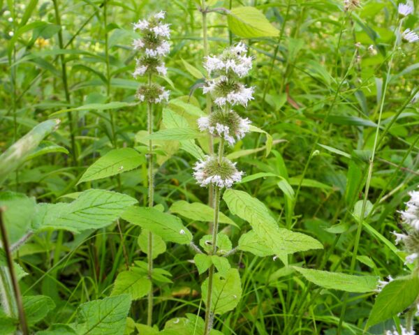 Hairy Wood Mint