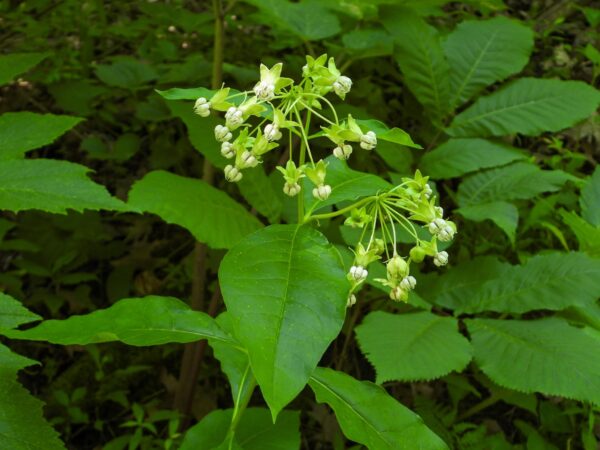 Poke Milkweed