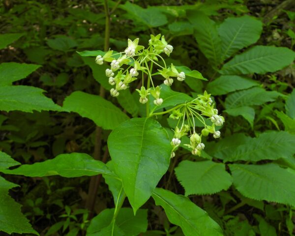 Poke Milkweed