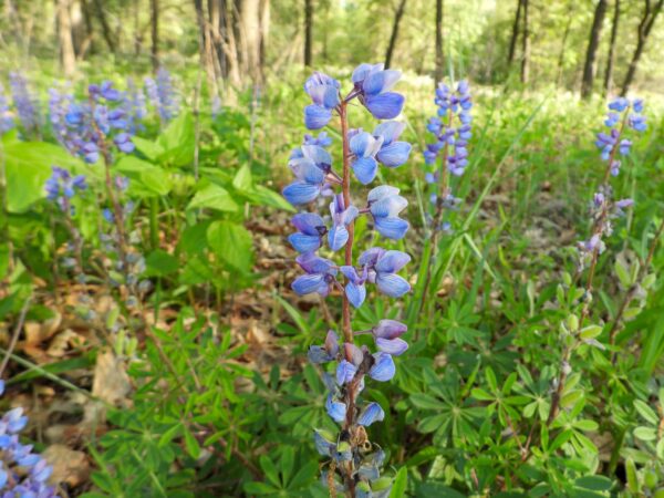Sundial Lupine