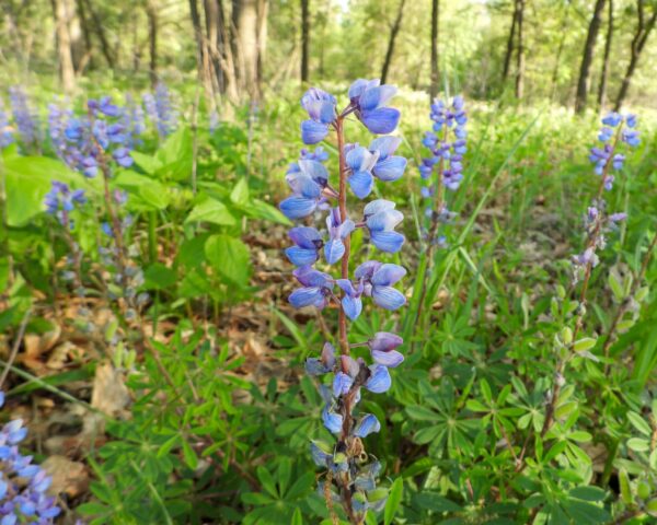 Sundial Lupine