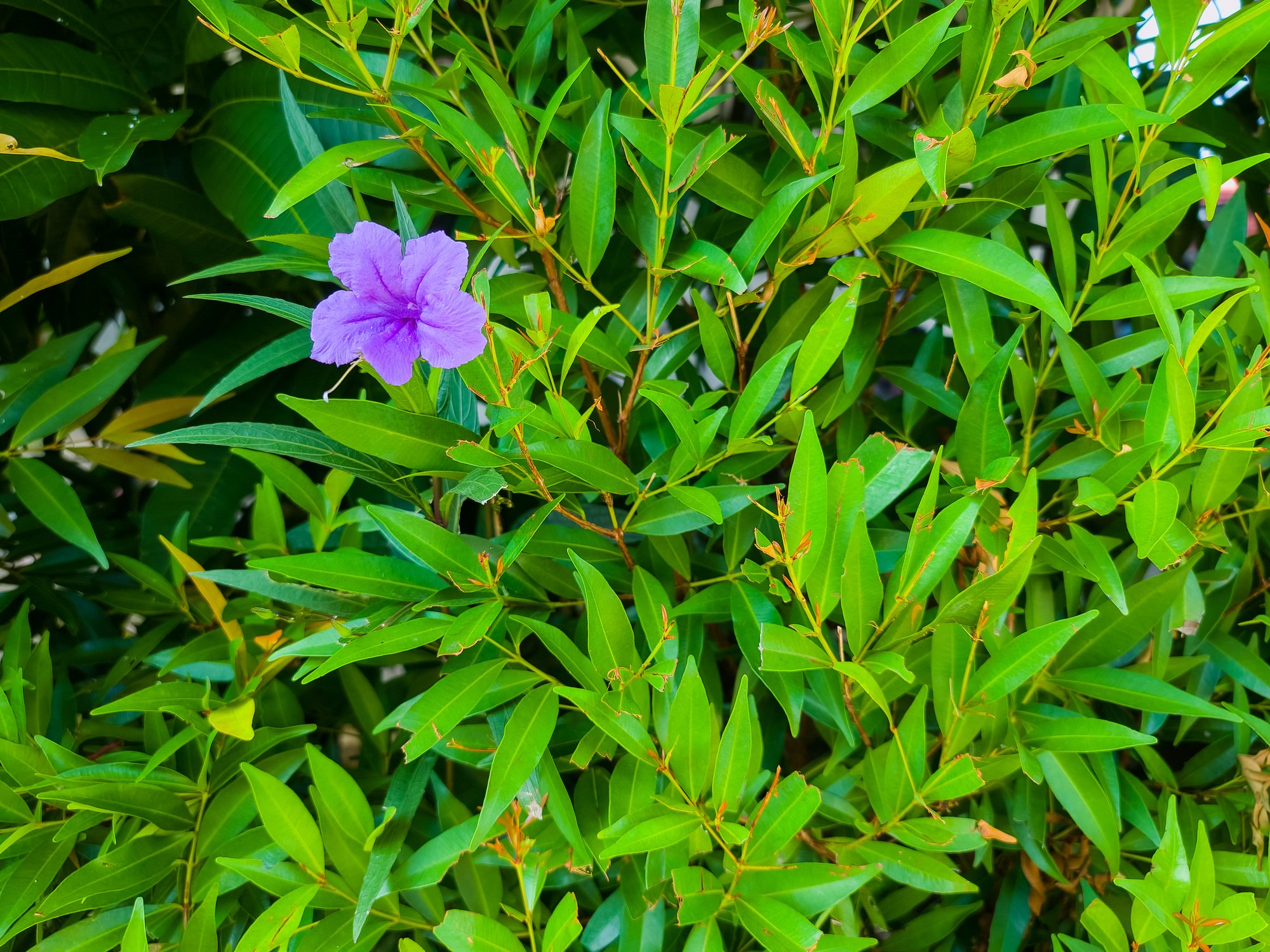 Wild Petunia